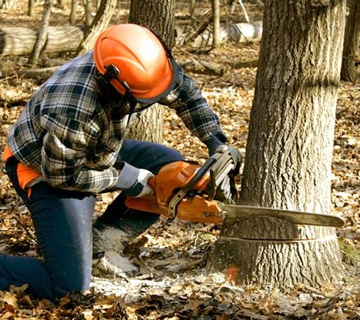 Tree Removal in Long Island, KS